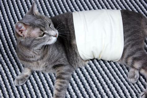 Spayed Cat Aftercare: How To Care For Your Cat。